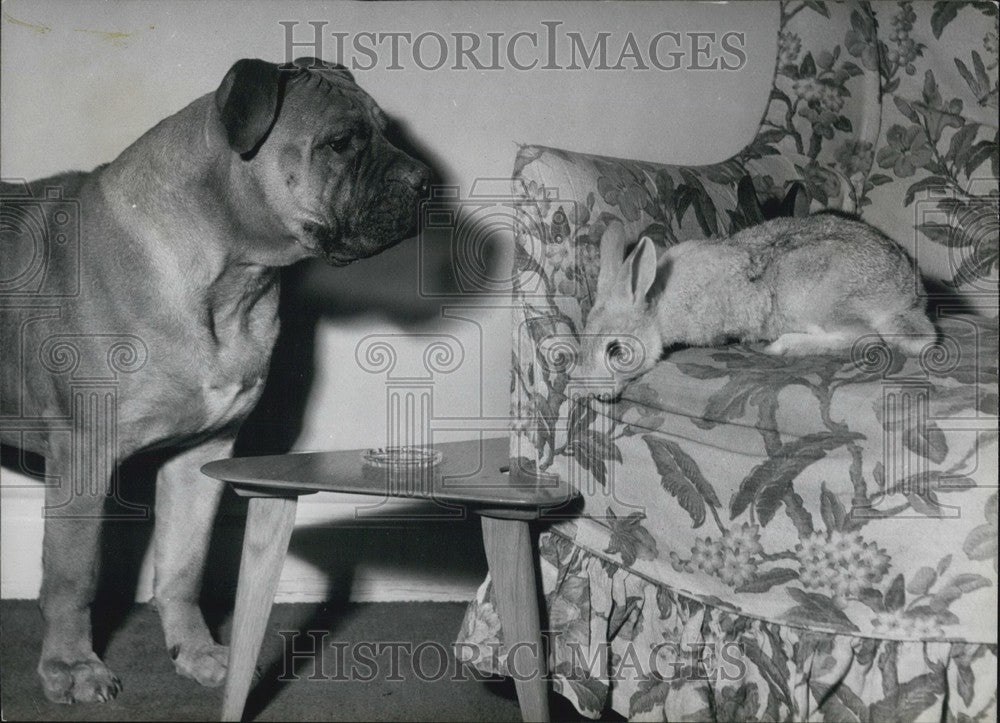 Press Photo Dog & Rabbit Owned by Lynn Tatelman - KSB64247 - Historic Images