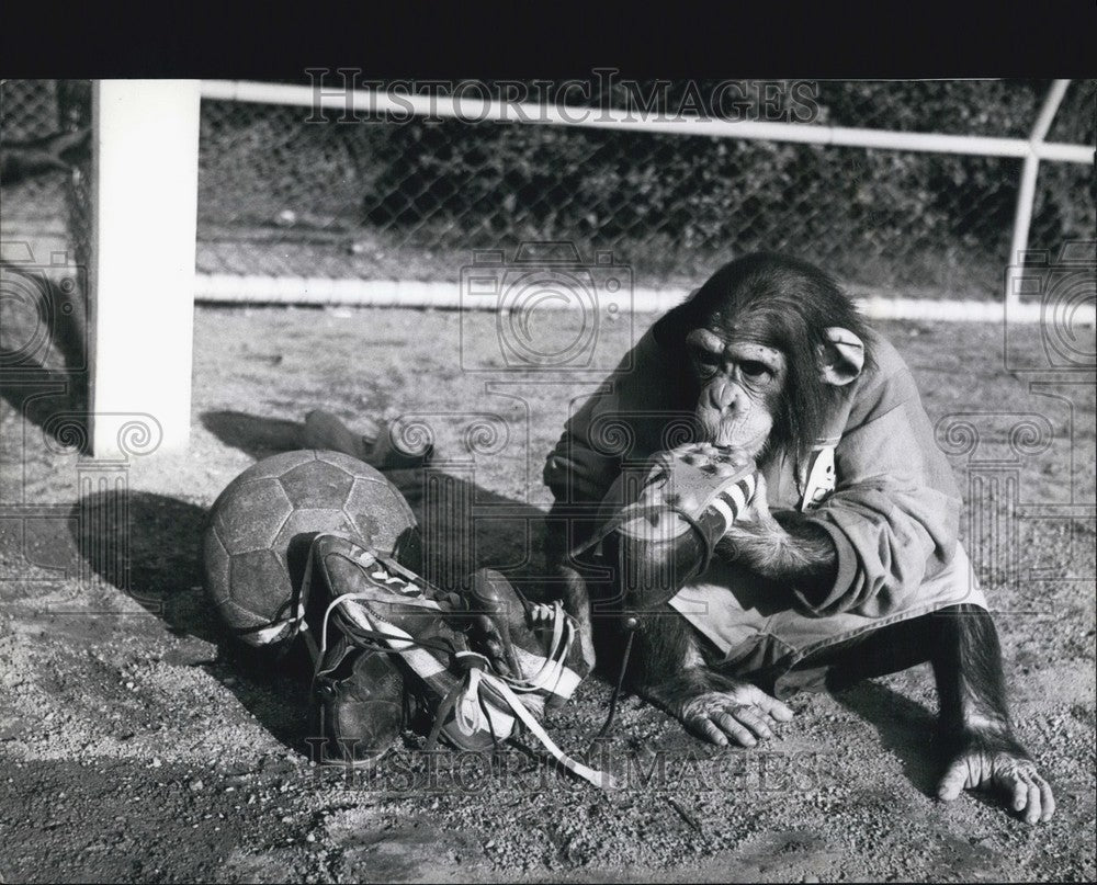 Press Photo Two chimpanzees from the Munich Zoo in Hellabrunn - KSB64365-Historic Images