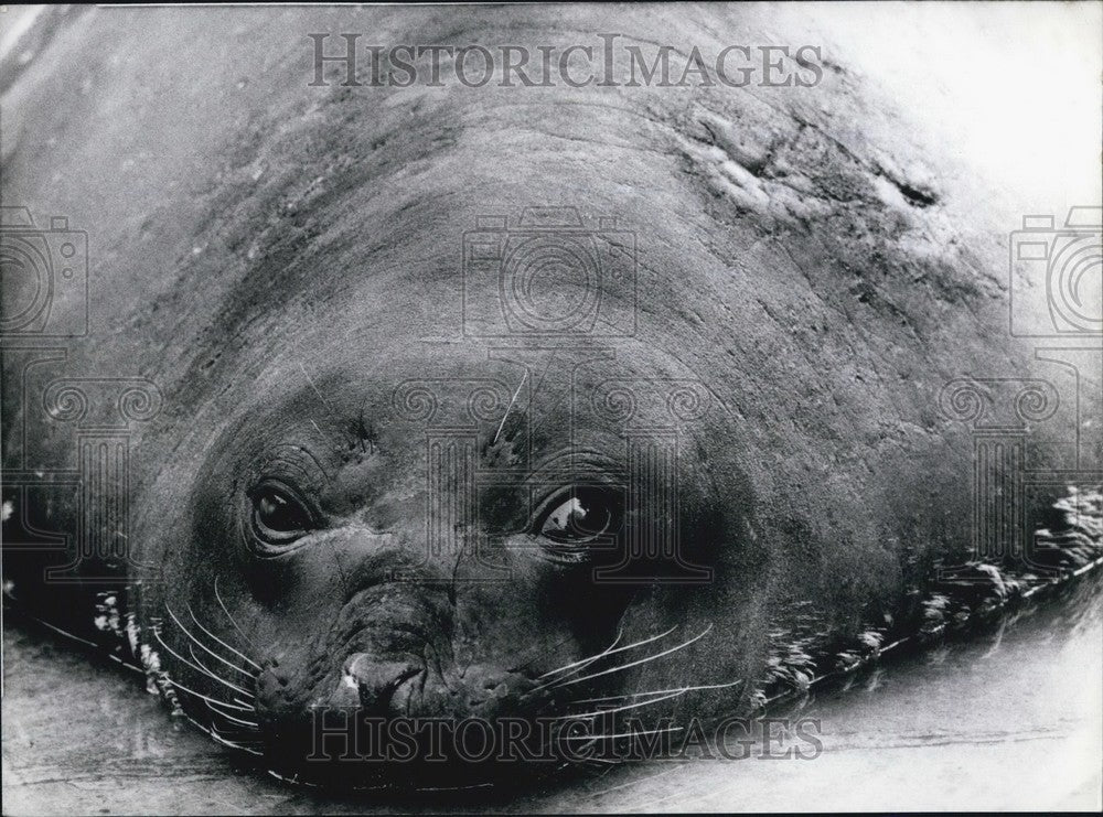 1974  Berlin's zoo ,disgrunted sea elephant - Historic Images