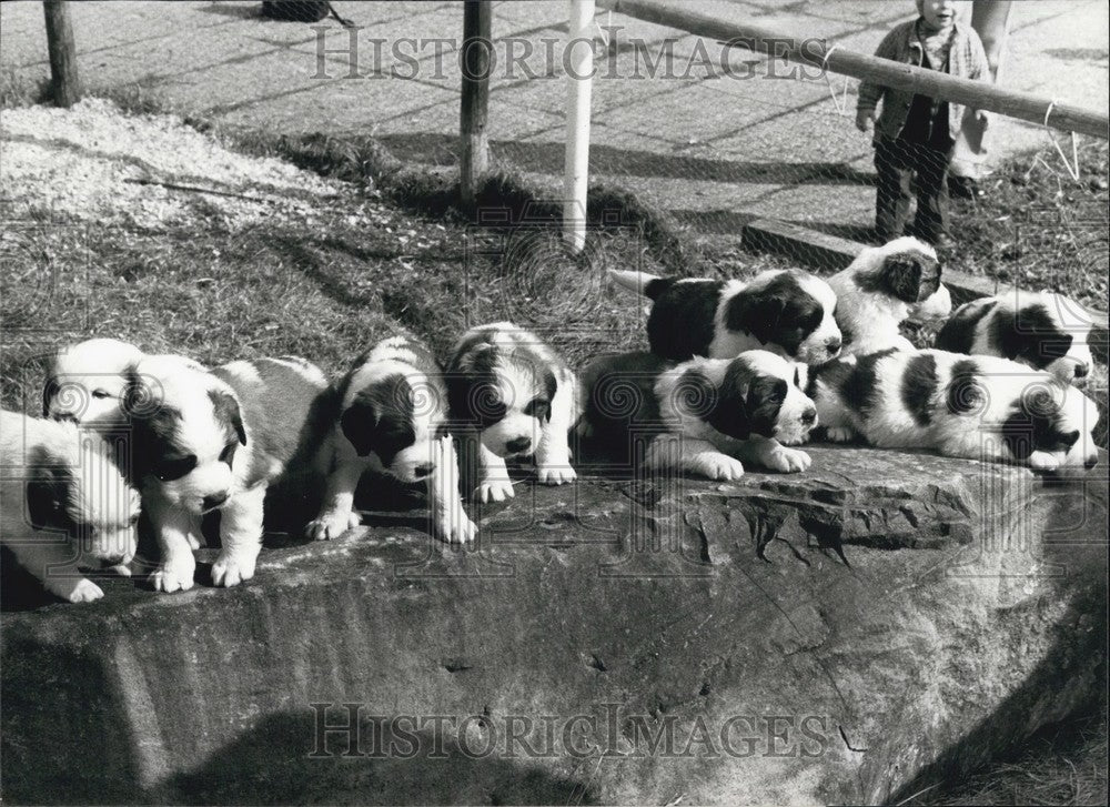 1981 Press Photo Ten Sain Bernard puppies at play - KSB64411 - Historic Images