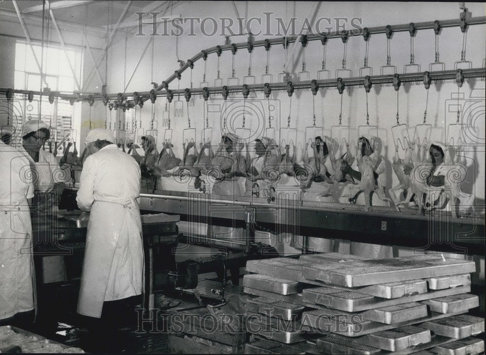 Press Photo Freshly Killed Turkeys Assembly Line Machine Washed Cleaned - Historic Images