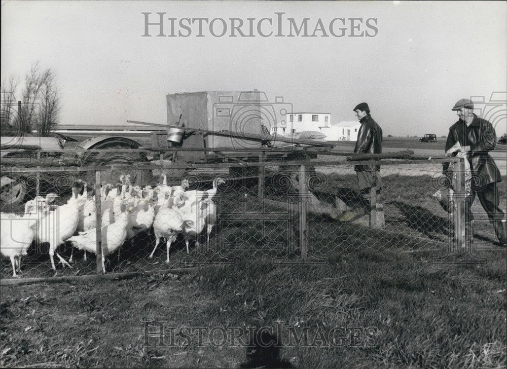 Press Photo Turkey&#39;s eat up the runwa - Historic Images