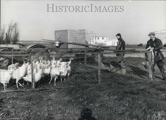 Press Photo Turkey's eat up the runwa - Historic Images