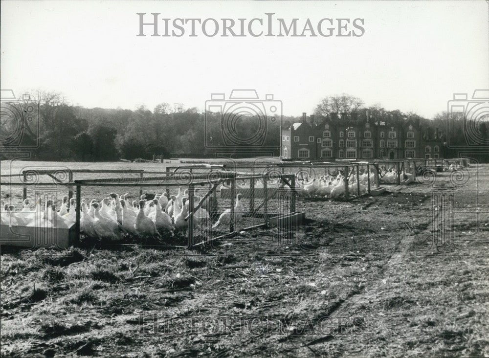 Press Photo Special Breed Of Turkys - KSB64429 - Historic Images