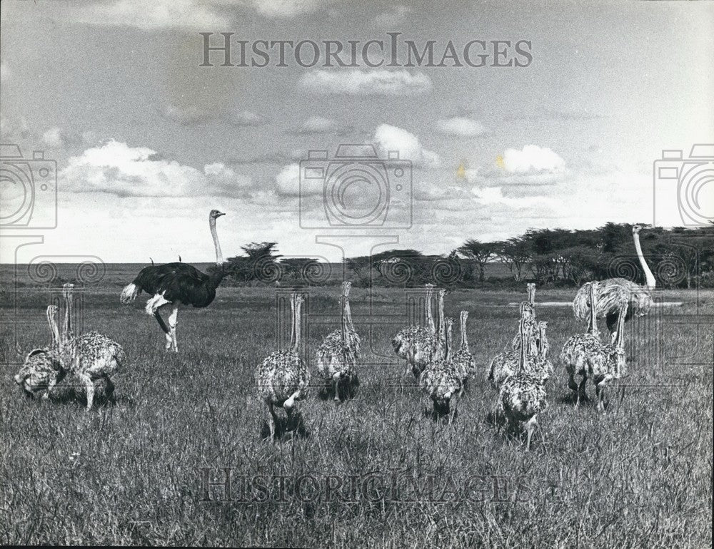 Press Photo Mother Father Ostrich With Fourteen Baby Chicks Birds - KSB64481 - Historic Images