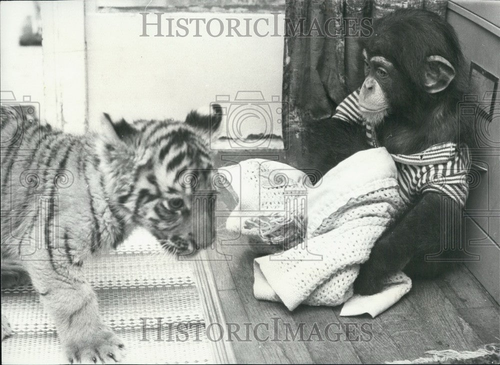 Press Photo Bengal Tiger/Chimpanzee - KSB64485 - Historic Images