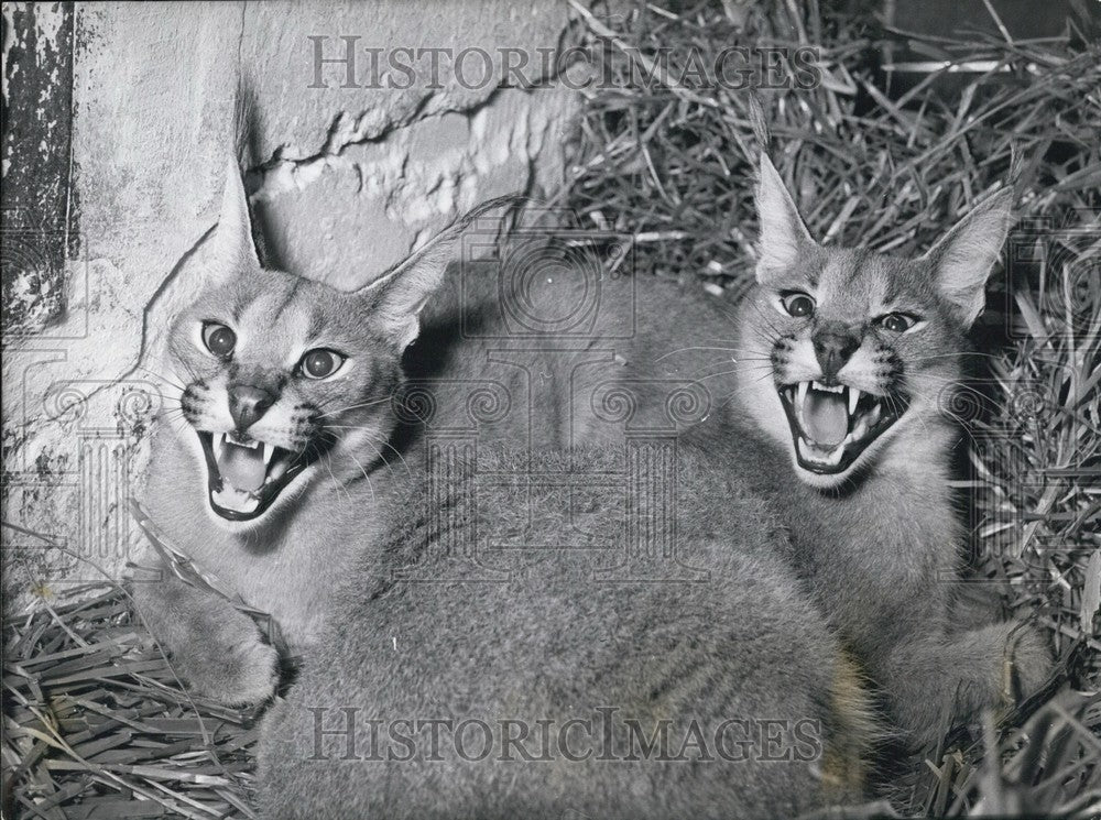 1957, Karakal Cats/Hagenbeck&#39;s/Hamburg - KSB64507 - Historic Images