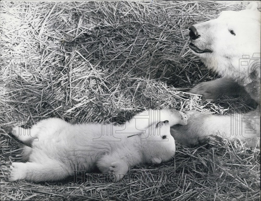 1973 Press Photo Paddiwack 13 week old polar bear cub mother Sally London Zoo - Historic Images