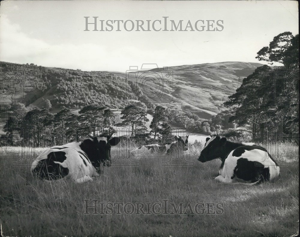 Press Photo highland cattle rest woods Blair Atholl Perthsire - KSB64565-Historic Images