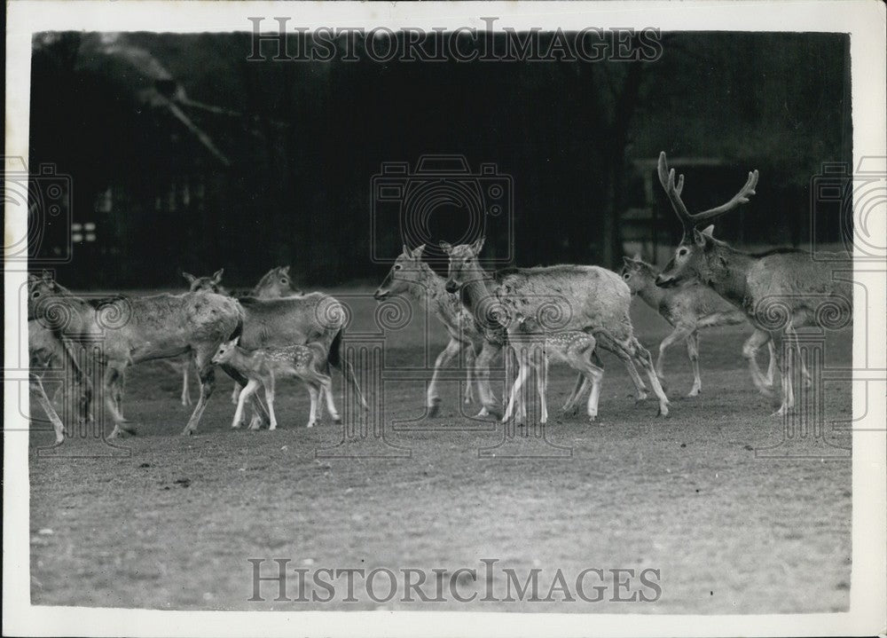 1956 Press Photo Pere David's deer Whipsnade zoo timid picture - KSB64591-Historic Images