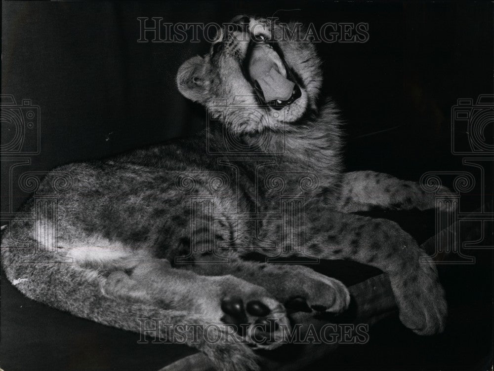 1957, leopard Katia of the Sarrasani Circus relaxing in house trailer - Historic Images