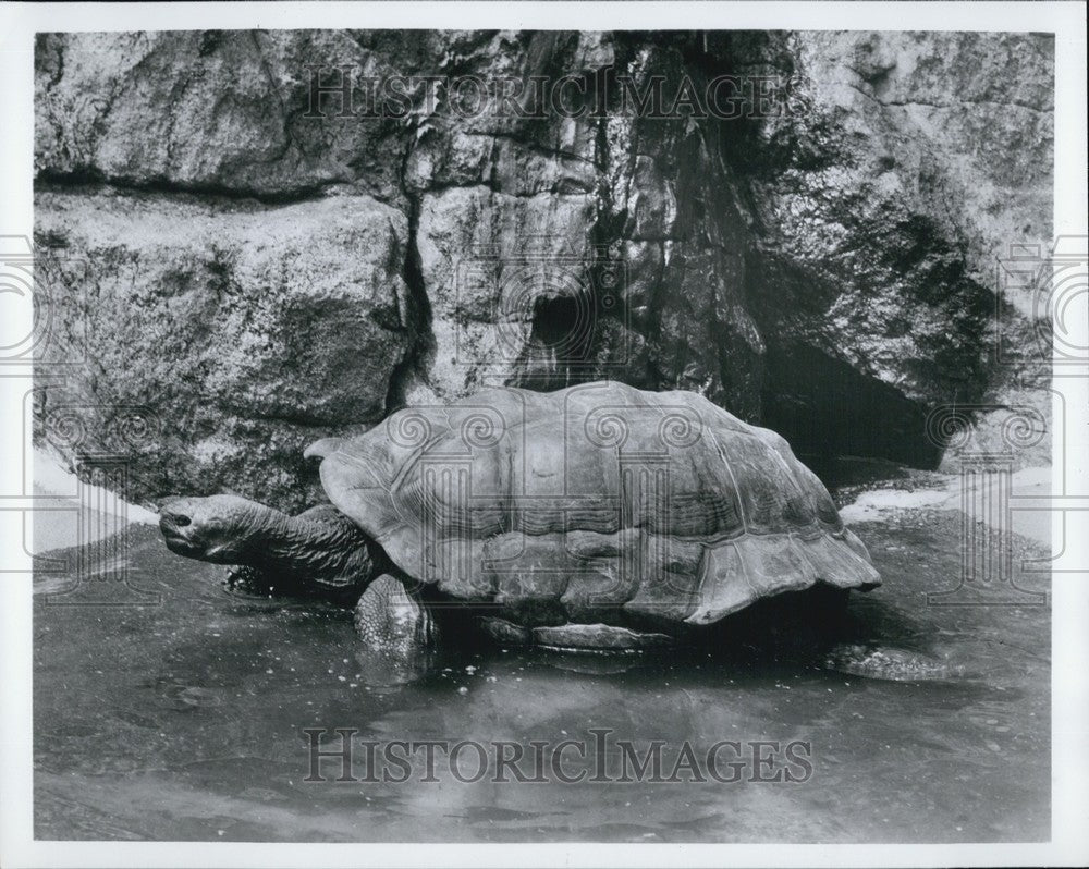 Press Photo Galapagos tortoise to be returned to the Island - KSB64611 - Historic Images