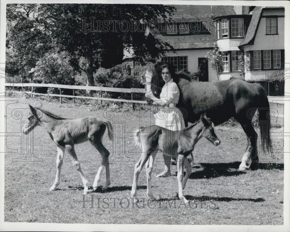 1960, Horse & rare tein foals which survived - KSB64673 - Historic Images