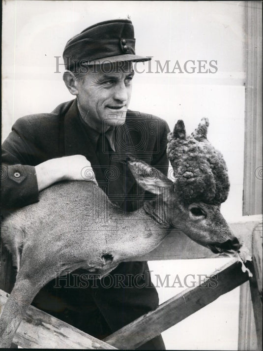 1955 Press Photo Man Kills Legendary Deer - Germany. - Historic Images