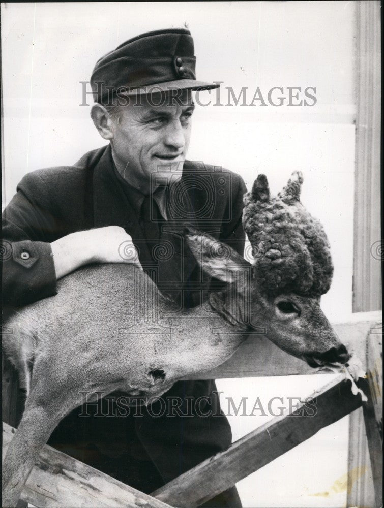 1955 Man Slays Legendary Deer - Germany. - Historic Images