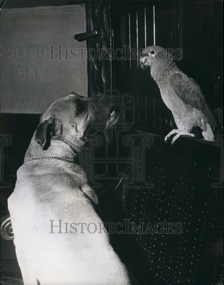 Press Photo Dog Playing Piano/Singing Parrot - KSB65829 - Historic Images
