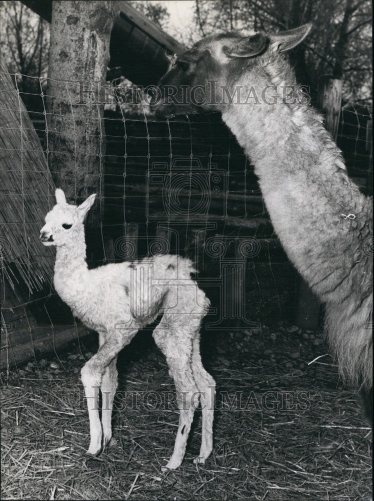 1964 Press Photo Mama Llama Watches Baby Snow-White At Rapperswil Zoo - Historic Images