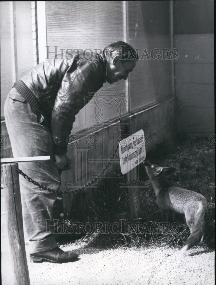 1959 Press Photo Young fox at Munich Ignaz Perner animal - home - KSB67783-Historic Images