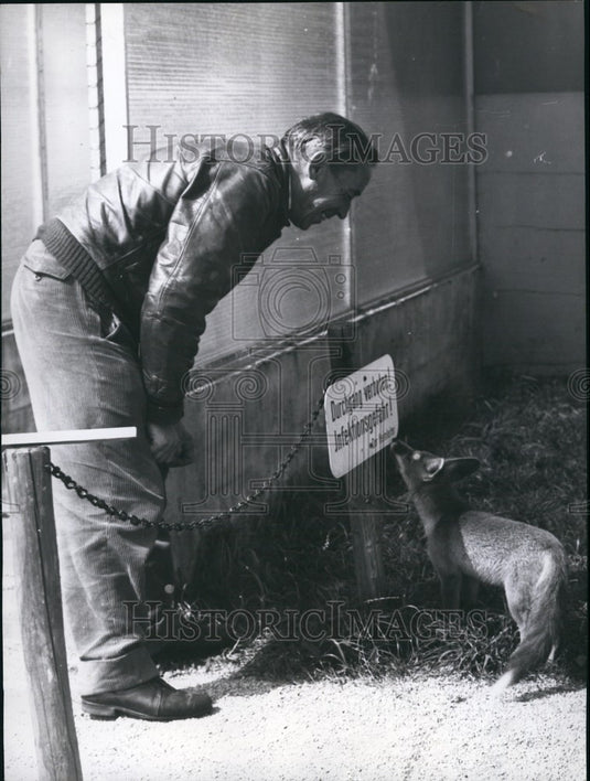 1959 Press Photo Young fox at Munich Ignaz Perner animal - home - KSB67783-Historic Images