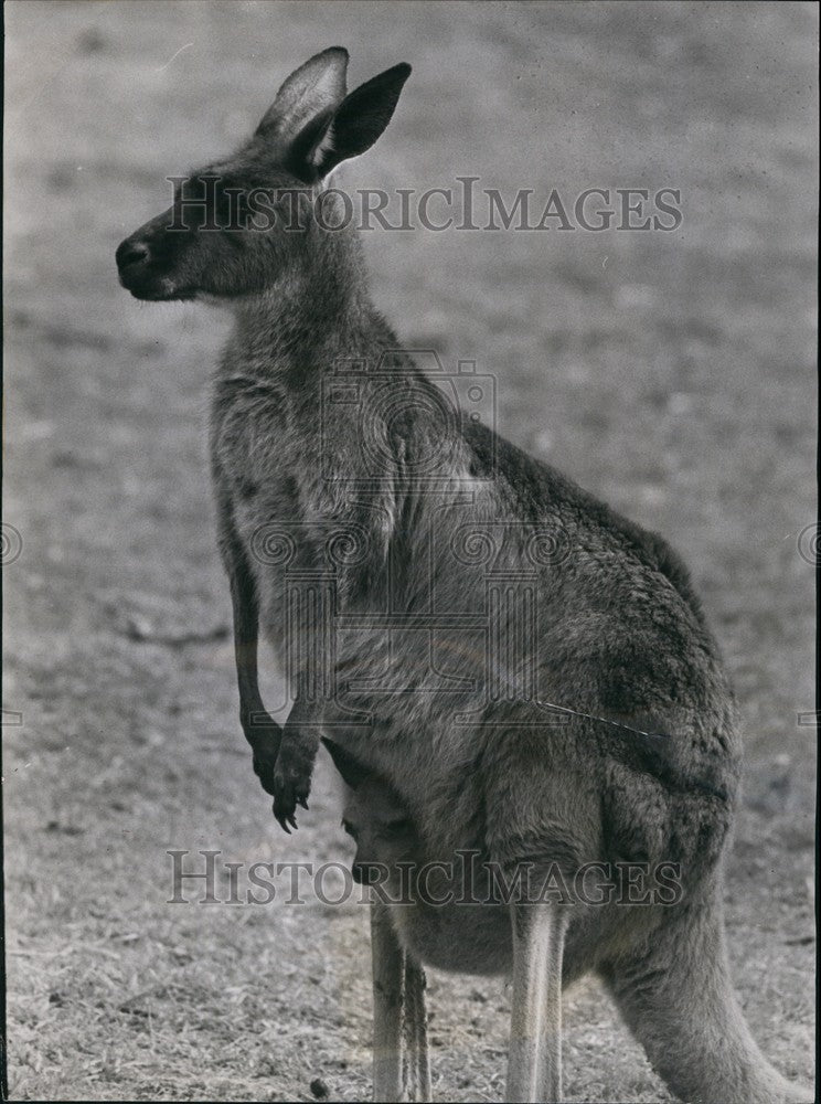 Press Photo Rare Kangaroo Born at Whipsnade zoo - KSB67857-Historic Images