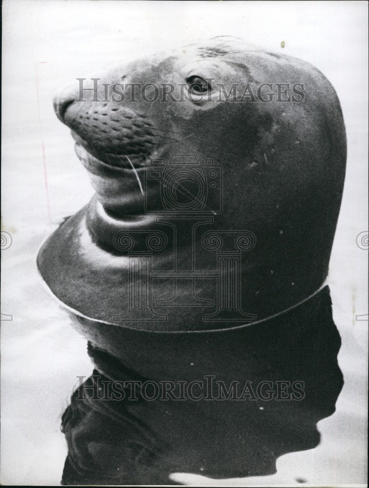 1958 "Robert" the sea - Historic Images