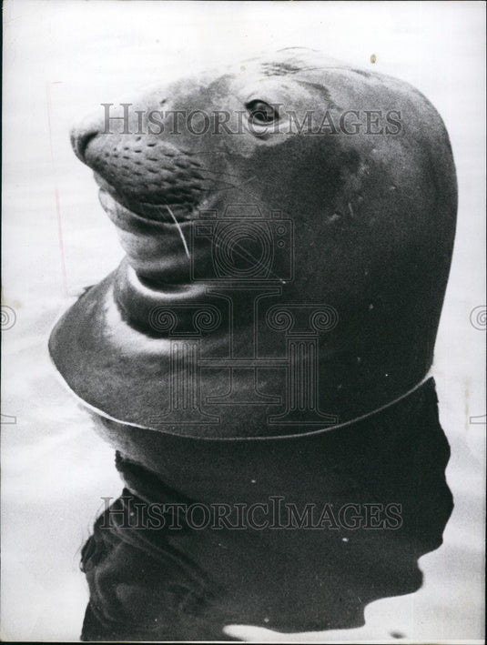 1958 "Robert" the sea - Historic Images