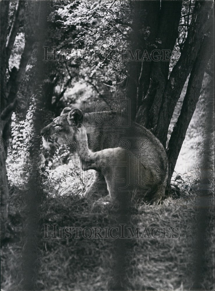 1965 Press Photo  Lionesses At Whipsnade  zoo - Historic Images