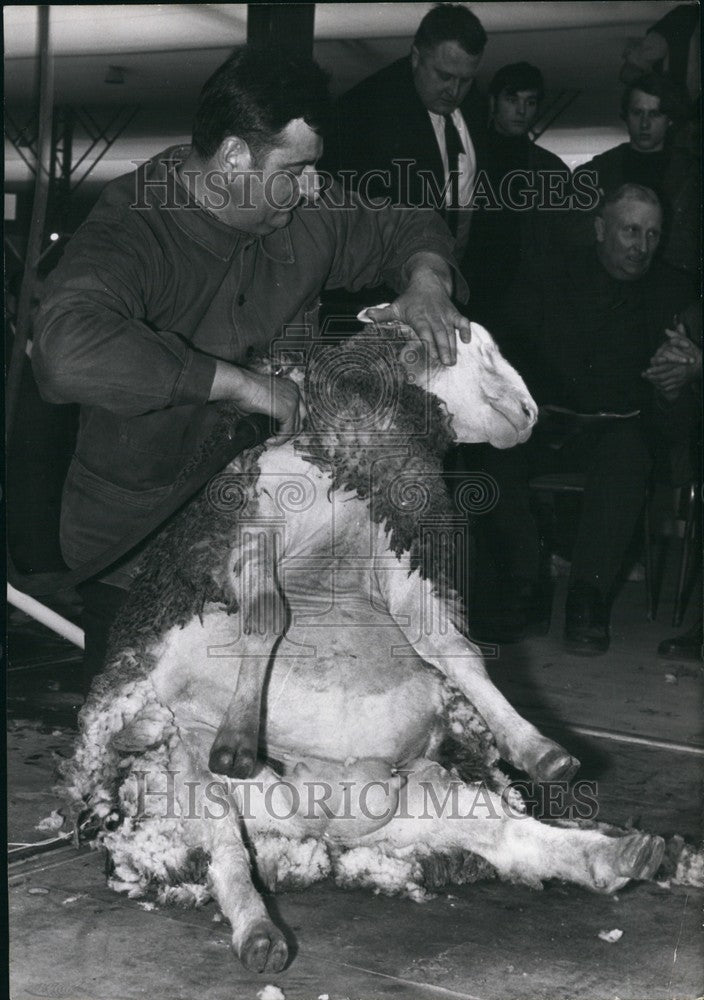 Press Photo Sheep Sitting Down Getting Sheared - KSB68087 - Historic Images