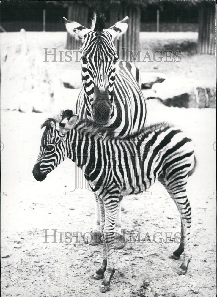 1964 Press Photo Mother Zebra &amp; baby at the zoo of Zurich - Historic Images