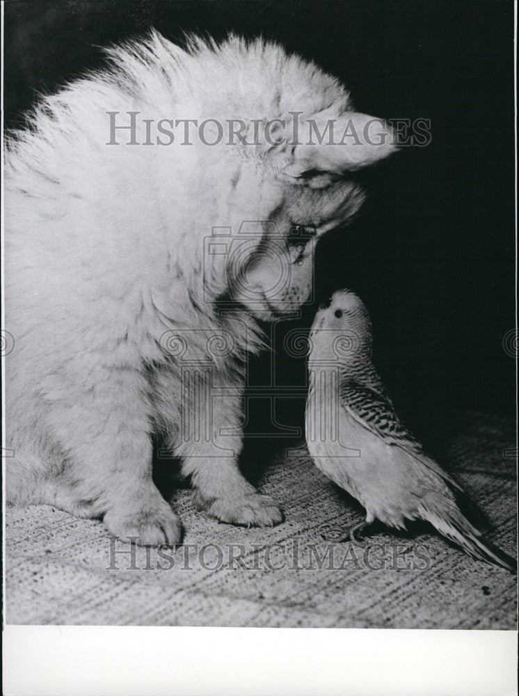 Press Photo Parakeet With Baby Lion - KSB68259-Historic Images