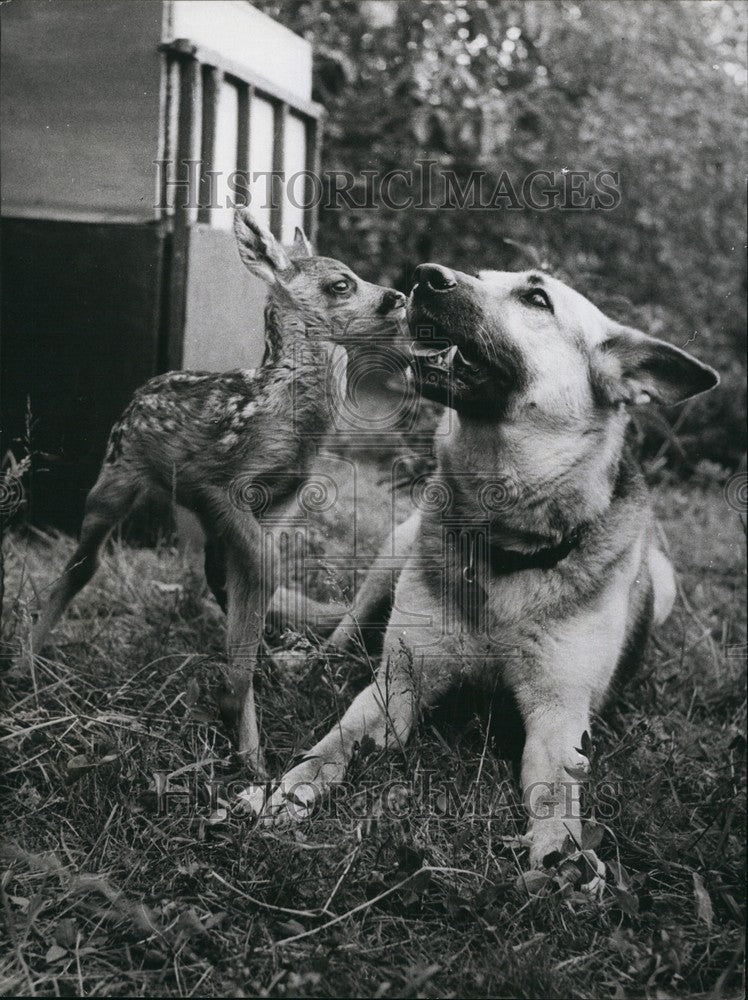Press Photo Orphan Deer With Surrogate Mother Dog Germany - KSB68261-Historic Images