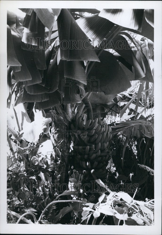 Press Photo Banana Tree Saba Netherlands Antilles - KSB68321 - Historic Images