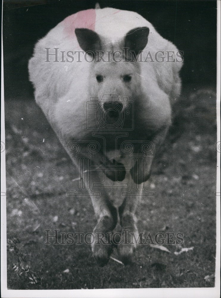 1958 Press Photo A kangaroo in private sanctuary at Mona Vale, Australia-Historic Images