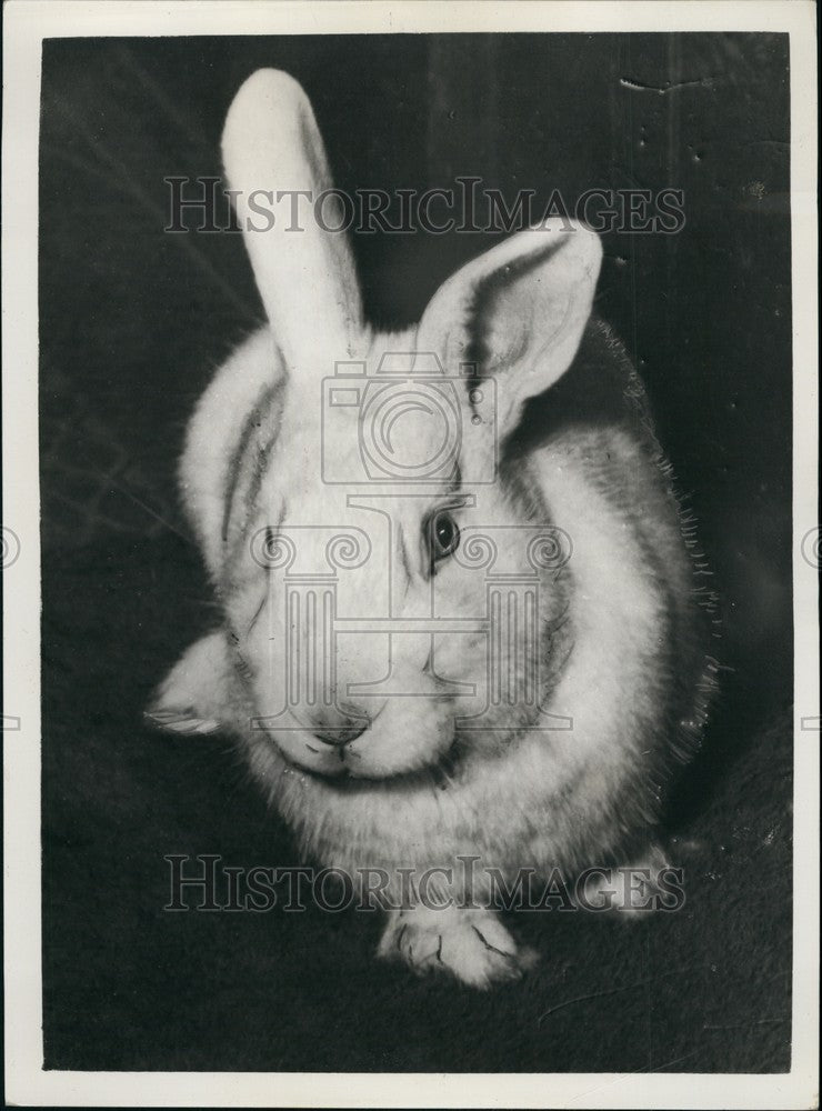 Press Photo Rabbit - KSB68779 - Historic Images