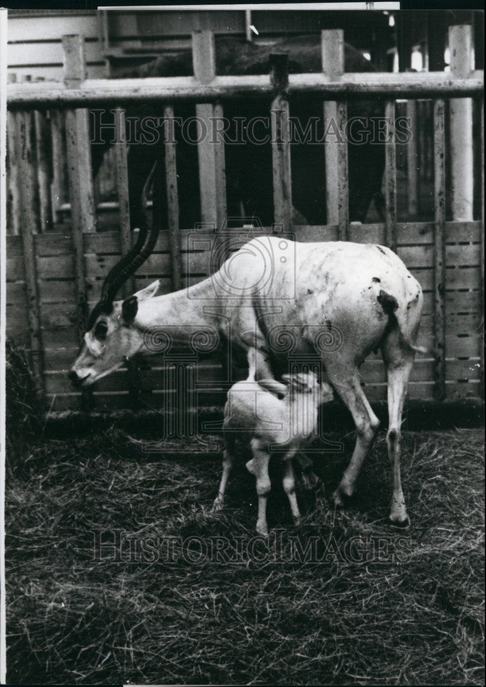 1979 Press Photo Addax/Gumma Safari Park/Japan - KSB68781-Historic Images