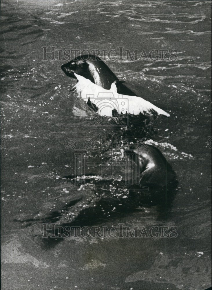 Press Photo Sea Lion Catches Seagull/Copenhagen Zoo - KSB68817 - Historic Images