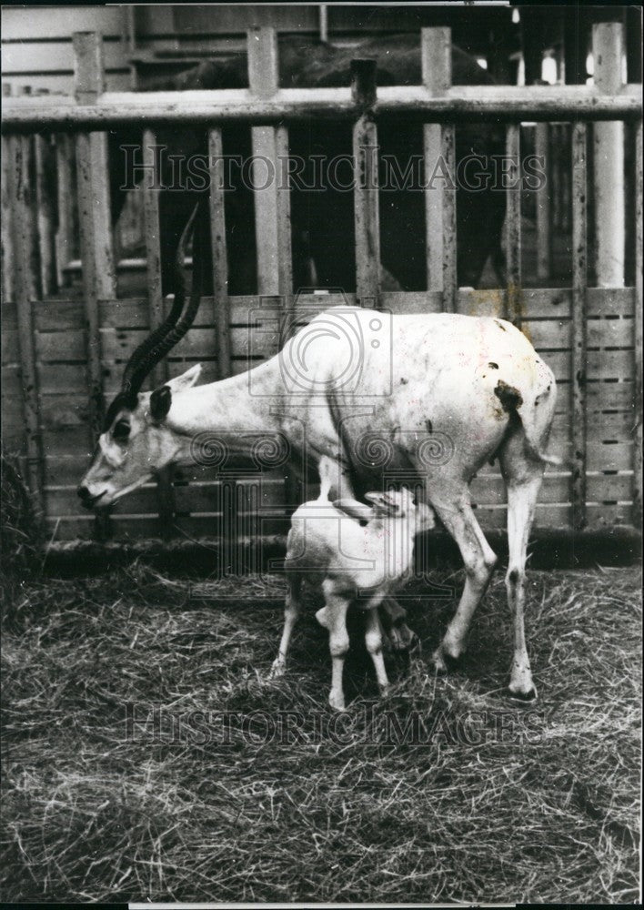 1979, baby addax was born at Gumma Safari Park, Northern Japan - Historic Images