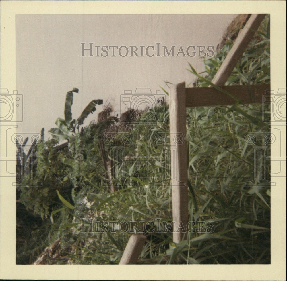 Press Photo jungle growth on banks of Amazon River, Iquitos, Peru - KSB69023 - Historic Images