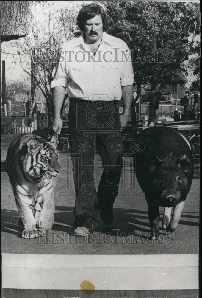 Press Photo Rick Glassey with Tiger &amp; Boar at Marine World - KSB69153-Historic Images