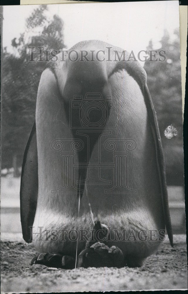 1952, &quot;Tubby&quot; a King Penguin at the London Zoo with Baby Penguin - Historic Images