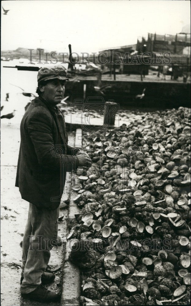 1970 Press Photo Concepcion, Chile,oyster harvest - KSB69579-Historic Images