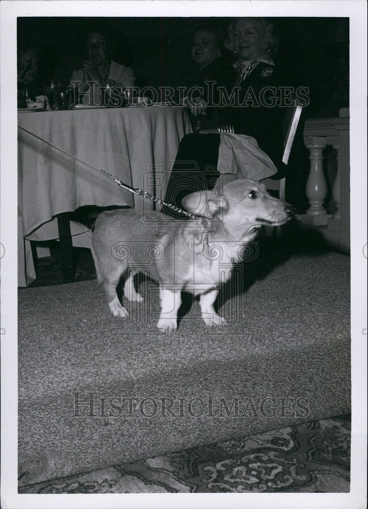 Press Photo Corgi dog at ASPCA fashion show - Historic Images