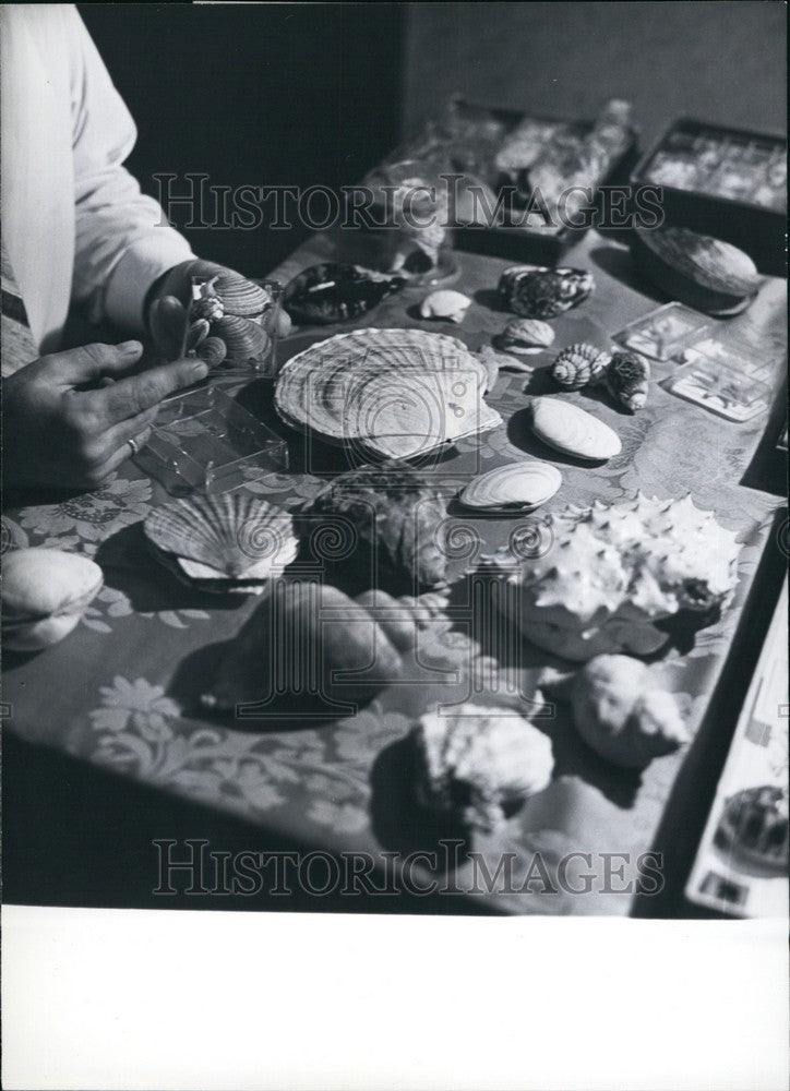 1968 Press Photo A collection of mussels and snails from the Kuril Islands. - Historic Images