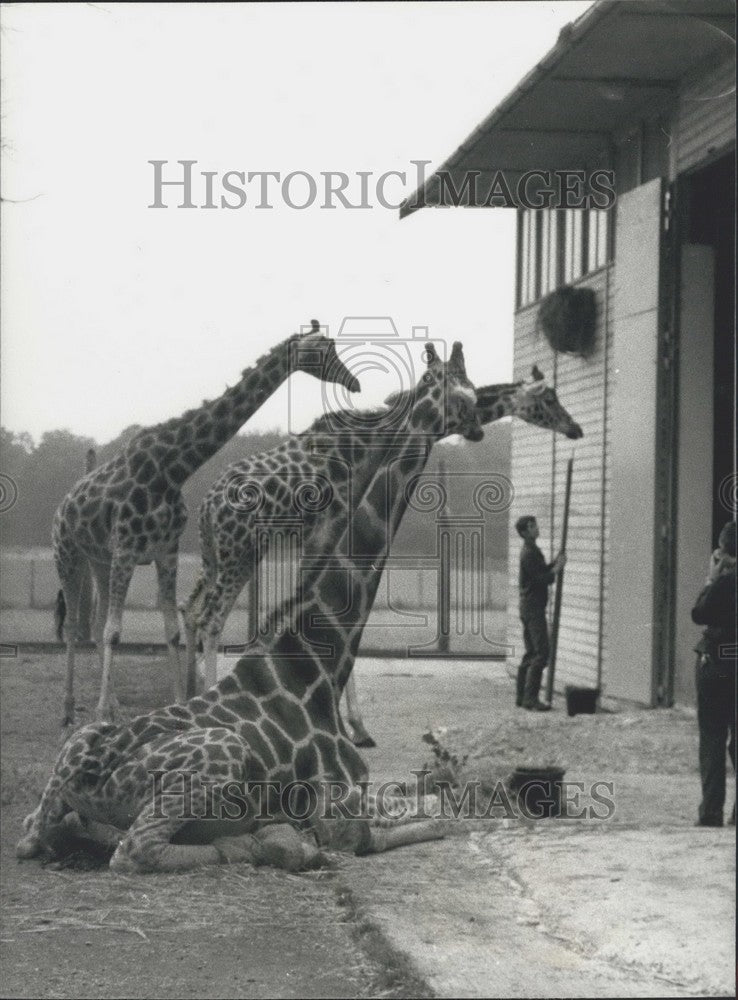 Victor the Giraffe flirts with the Ladies at the Marwell Zoological-Historic Images