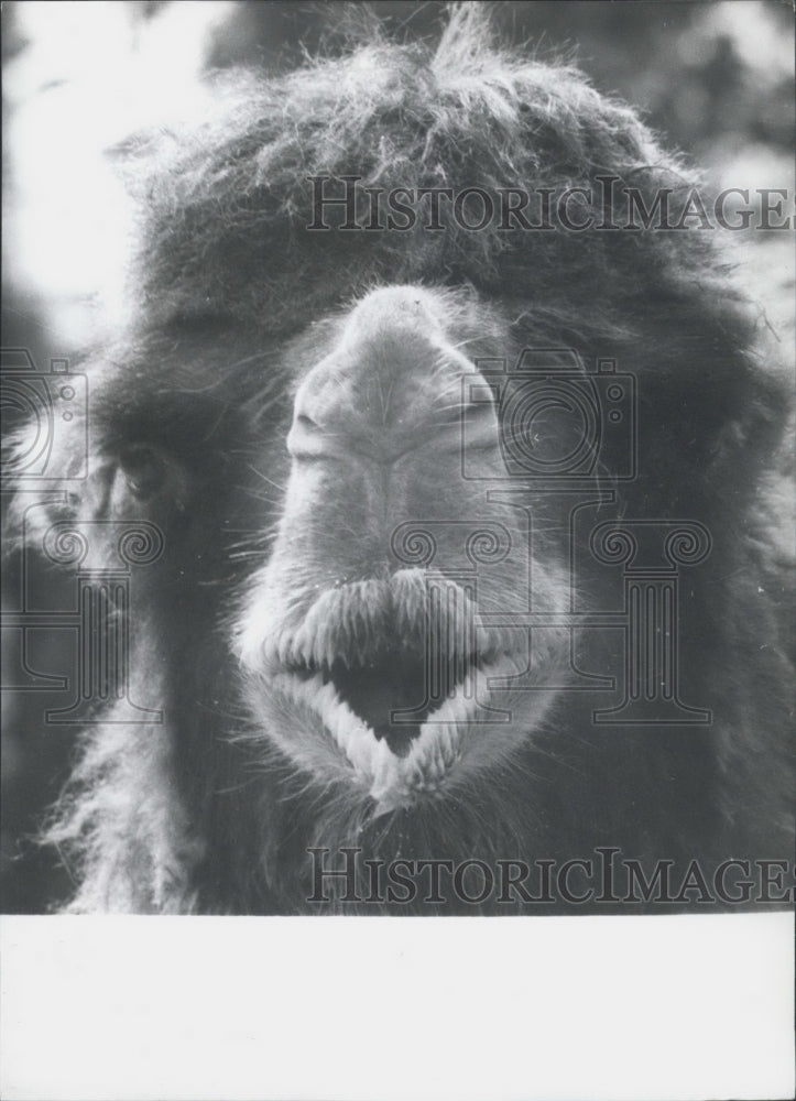 1971 A Camel Makes A Face - Historic Images