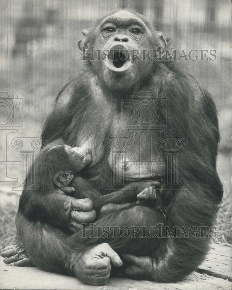 1973 Press Photo London zoo ,mother and baby chimpanzees - Historic Images