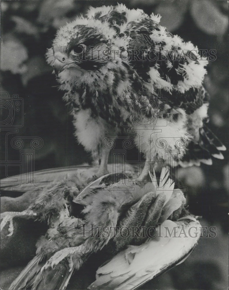 Press Photo Swedish Peregrine Falcon chick - Historic Images