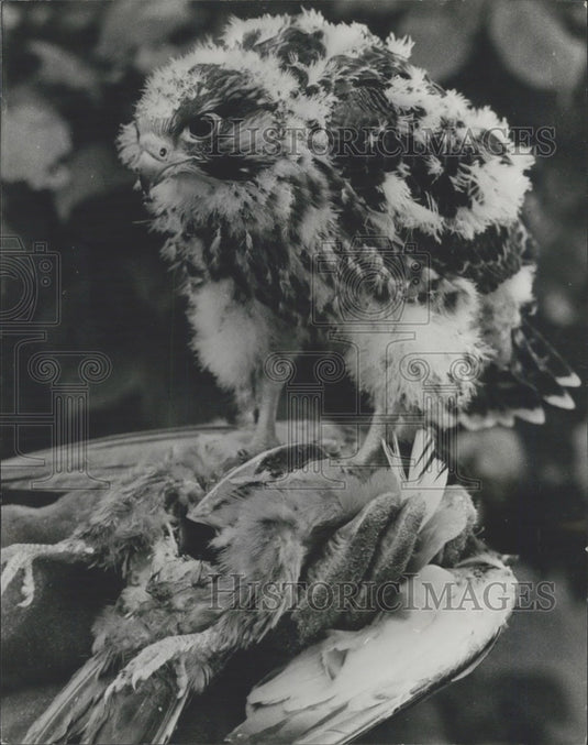 Press Photo Swedish Peregrine Falcon chick - Historic Images