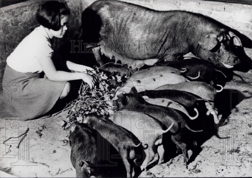 Press Photo A sow and a litter of piglets - Historic Images