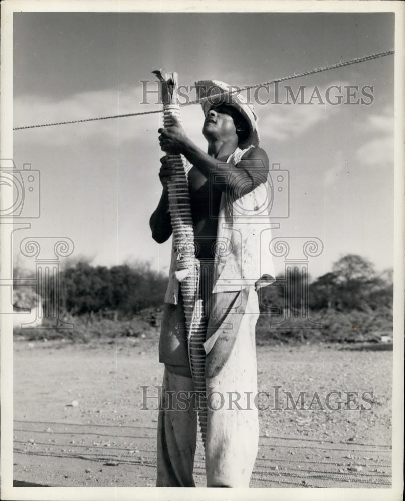 Man Twisting Tobacco For Local Consumption In Azua, Dominican Rep-Historic Images